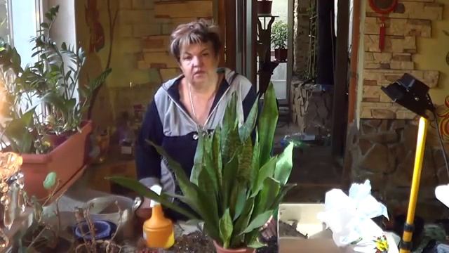 Сансевьера ( Щучий Хвост, Змеиная Кожа). Невероятно Живучее Комнатное Растение. смотреть онлайн