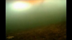 Электронная кормушка Мегатекс под водой