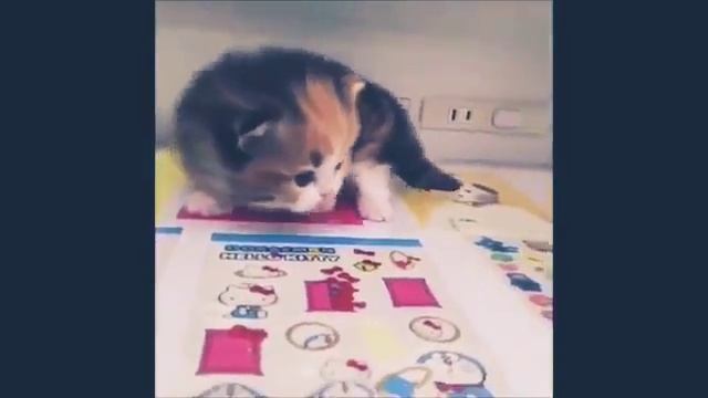 Chat video Ibrahim смотреть онлайн