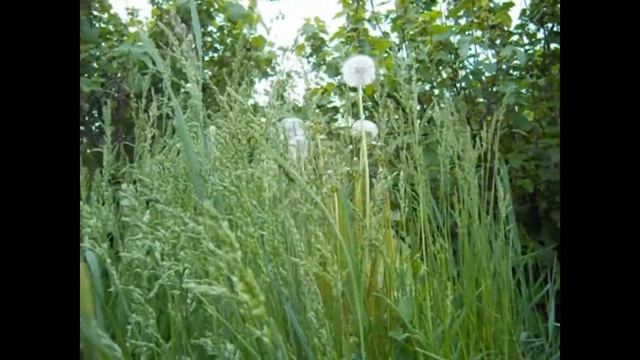 ДЕРЕВНЯ. Наш любимый сад. Цветы смотреть онлайн