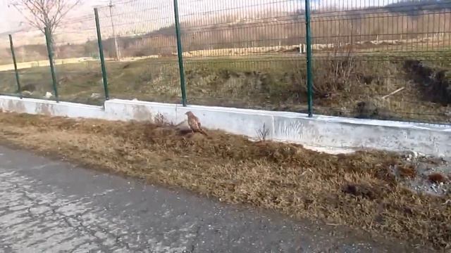 Птенец хищной птицы смотреть онлайн