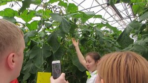 СУПЕР путешествие на агрофирму ПОИСК. Серия № 3."Огуречная"