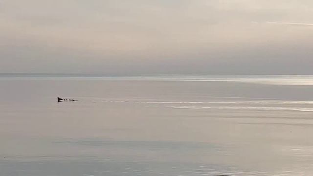 [Балтийское море, созерцая природу]
