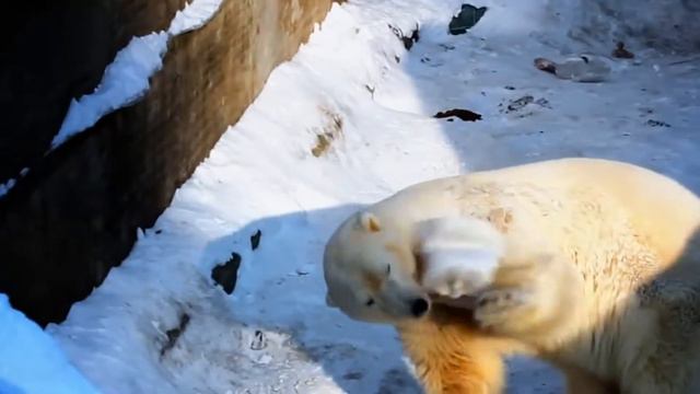 Школа №105 отправляется на помощь зоопарку!