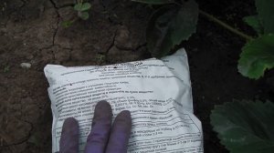 ЧЕМ ПОДКОРМИТЬ КЛУБНИКУ ОСЕНЬЮ ОБЯЗАТЕЛЬНАЯ ПОДКОРКА КЛУБНИКИ ДЛЯ ВЫСОКОГО УРОЖАЯ