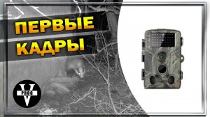 Первые кадры с фотоловушки барсука и сойки