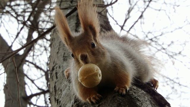 Блейк и белки. Все по серьезному белки. Белочка ты лучше всех. Белка fm. Все по серьезному белки.