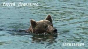 медведи на рыбалке