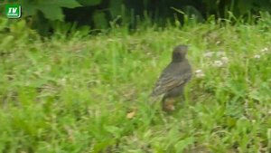 NIKON P1000. 3 года использования.