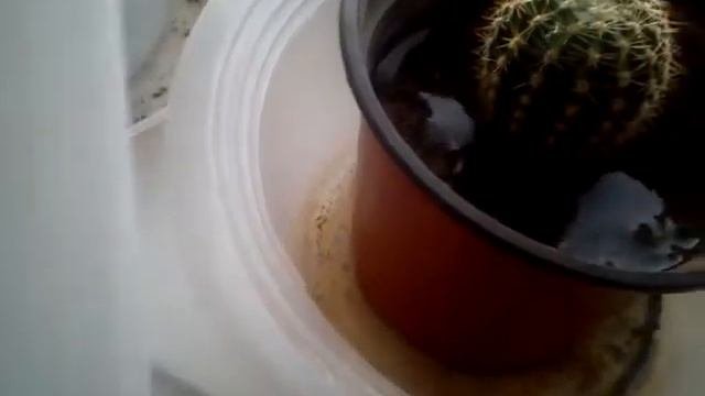 Показываю как правильно поливать кактусы:-$