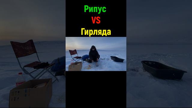 РИПУС VS Гирлянда  Ловим рипуса  Рыбалка на рипуса