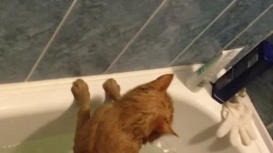 Как правильно мыть кота