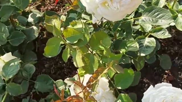 Лучшие белые розы в моём саду! смотреть онлайн