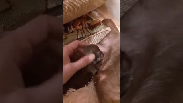 Первые дни с мамой. Щенки чихуахуа.
