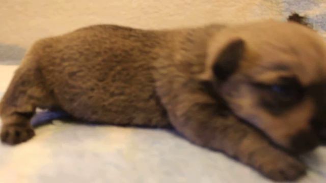 мальчик норвич терьер смотреть онлайн