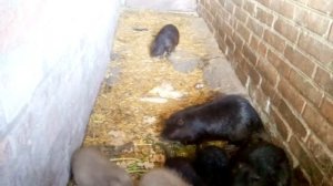 СОДЕРЖАНИЕ И КОРМЛЕНИЕ НУТРИЙ!