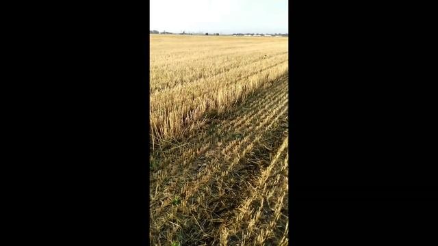 Натаска Бретона