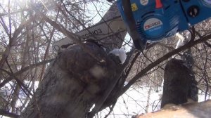 Валка деревьев Огромный ольховый кап ольховый сувель Подставки из ольхи