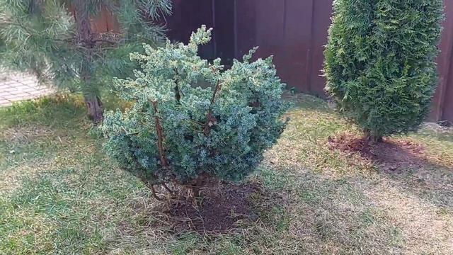 Подстриг туи, сосну и можжевельник смотреть онлайн