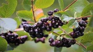 Черноплодная рябина и ее влияние на холестерин, ЛПНП, ЛПВП, артериальное давление