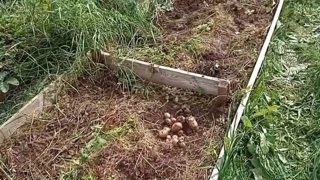 Результат посадки мелкого картофеля в грядки под сеном.