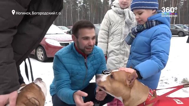 Американский стаффордширский терьер, мифы и реальность. Питомник Ценный Приз.