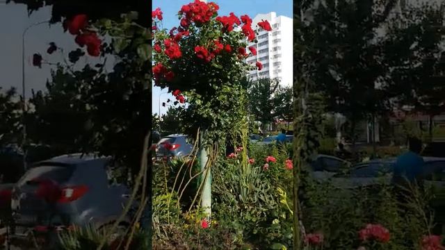 Розы в Краснодаре. ЖК Московский. ул. Карякина. Весна 2020