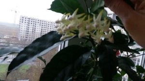 Мультифлора хойя. Кустовая форма хойи