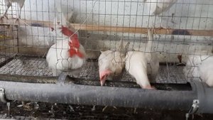 ?ЛЕГГОРН И ЛИНЯЕМ И РАСКЛЕВ БУДТЕ ВНИМАТЕЛЬНЕЕ ?#КУРЫ#КУРОЧКИКРАСОТКИ