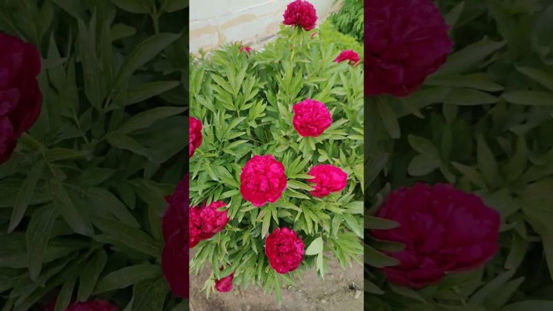 Красота #голосаптиц #лето #огород #сад #дача