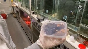 Сбылась мечта Марины! Этих лягух она ждала годами!