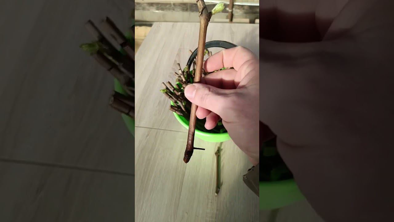Размножение винограда чубуками. Проращивание.