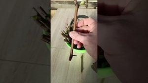 Размножение винограда чубуками. Проращивание.