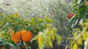 ЧЕМ ПОДКОРМИТЬ ТОМАТЫ И ПЕРЦЫ ВО ВРЕМЯ ЦВЕТЕНИЯ ОРГАНИЧЕСКИЕ УДОБРЕНИЯ!?