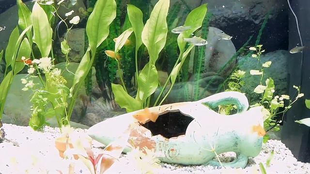 Аквариум Juwel Rio 180 Литров смотреть онлайн