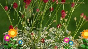 Кровохлебка мензиса Дали Марбл. Краткий обзор, описание sanguisorba menziesii Dali Marble