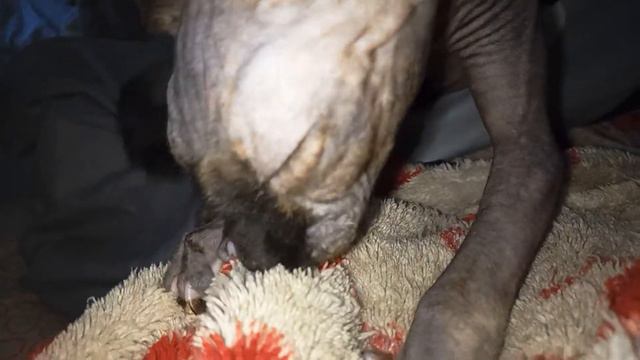 Кошка сфинкс любит одежду