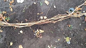 САМЫЙ ЛУЧШИЙ СПОСОБ УКРЫТИЯ ВИНОГРАДА НА ЗИМУ