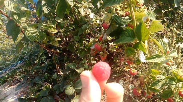 сорт Малини Маравілла. смотреть онлайн