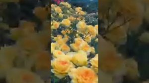 Куковала кукушка. очень красивая песня и видео для друзей и подписчиков. Приятного просмотра!