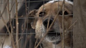 Участились случаи нападения бездомных собак на людей в Саратове и Башкирии