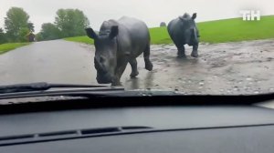Носороги бросаются навстречу Автомобилю