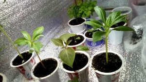 БАЛЬЗАМИН МНОГОЛЕТНИК