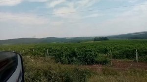 Виноградники