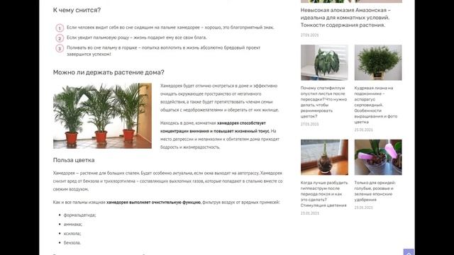Хамедорея: приметы, можно ли держать дома этот цветок и куда лучше поставить горшок с растением?