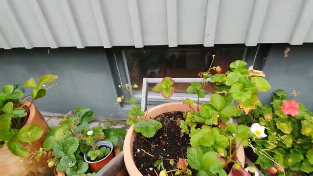 Письмо №6  Что у меня перед домом? Теплица. #sweden смотреть онлайн