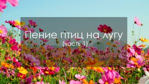 Пение птиц на лугу (часть 1)
