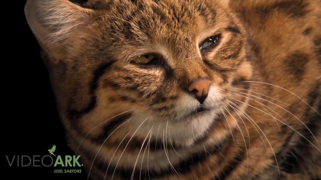 A black-footed cat (Felis nigripes) named Chase at the Riverbanks Zoo. смотреть онлайн
