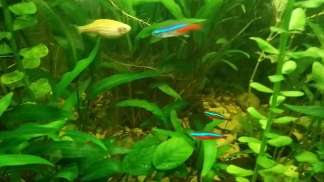 Красный неон, жемчужный гурами смотреть онлайн