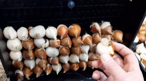 Поздние посадки охлажденной луковици тюльпана на выгонку к 8 марта. Температура укоренения!!!